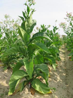 Click for 6 image(s) for this accession. PLANT